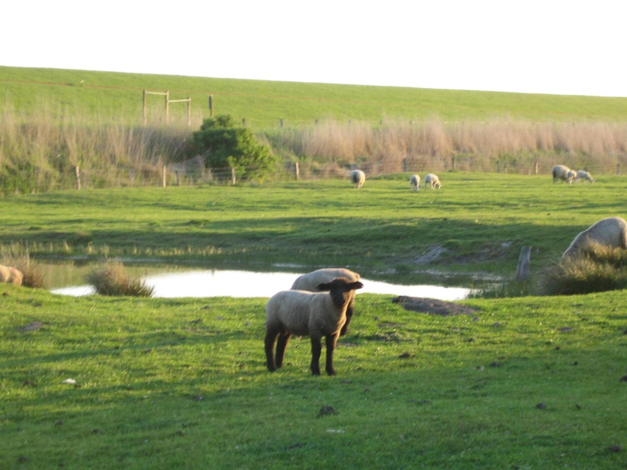 Haus Halligblick, Ferienwohnungen Am Wattenmeer, Whg Hamburger Hallig Dagebuell Ngoại thất bức ảnh